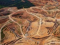 .Banjir Membongkar Ilegal Logging dan Kegagalan Tata Kelola Saat Indonesia Menolak Internasional.