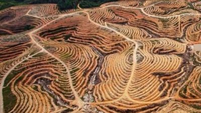 .Banjir Membongkar Ilegal Logging dan Kegagalan Tata Kelola Saat Indonesia Menolak Internasional.